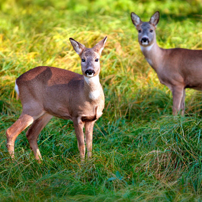 Deer grazing at Geneva State Park